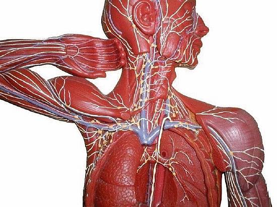 content_the_lymphatic_system_is_an_art