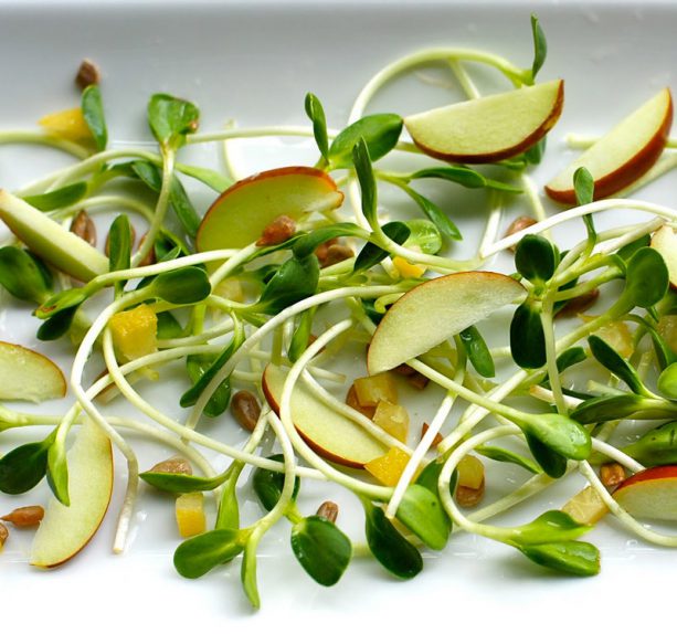 content_salad-with-sprouts20