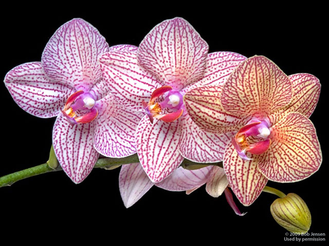 orchid11