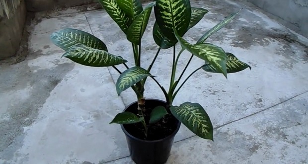 plant-620x330