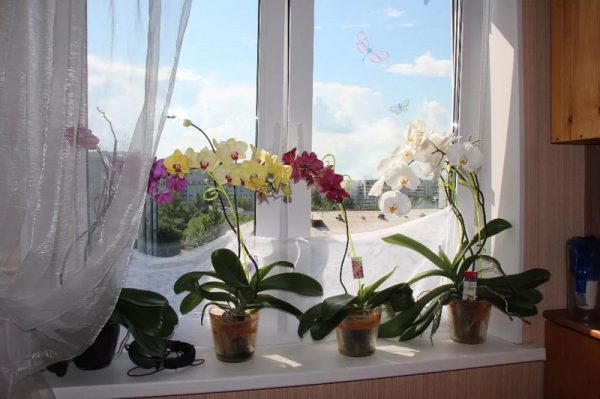 Приметы про орхидеи в западных странах