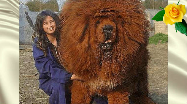 Эта собака считается самой дорогой на земле