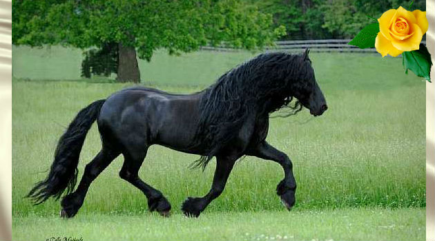 В красоту этого коня невозможно не влюбиться