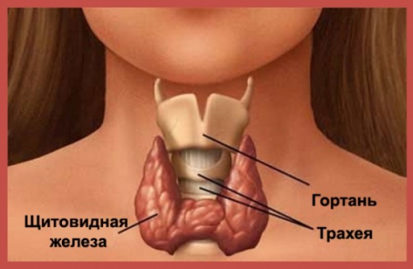 9 вещей, которые могут повредить щитовидную железу