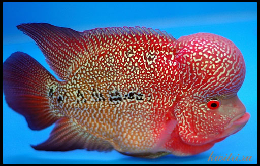 Самые необычные и дорогие аквариумные рыбы