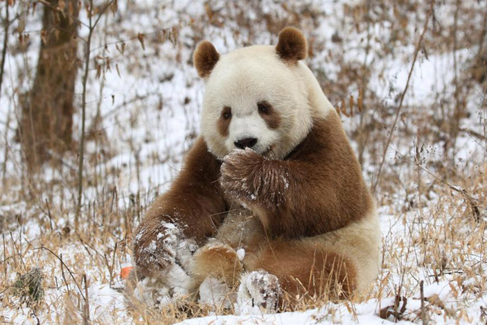 Единственная в мире коричнево-белая панда наконец обрела свой дом