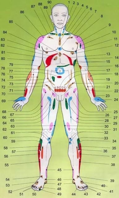 Проекционные зоны внутренних органов на теле человека по Огулову — узнайте себя лучше!