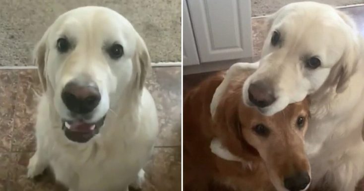 ‘A Dog’s Way Of Saying Sorry’ Golden Retriever Apologizes To His Brother For Stealing His Treat