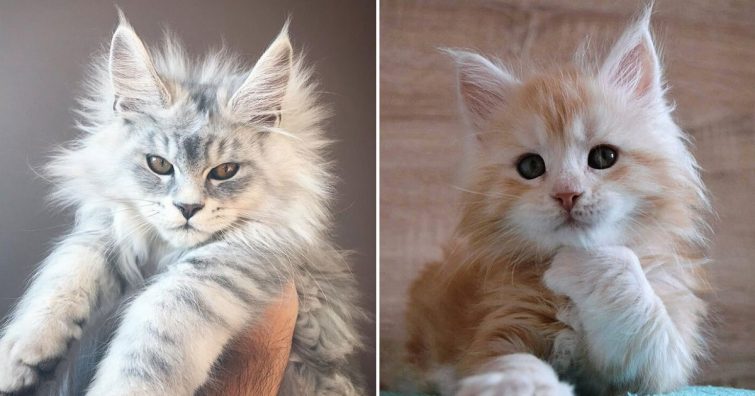 15+ Adorable Maine Coon Kittens That Will Grow Into Giant Cats