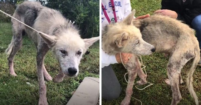 Волонтёры спасли пса, 2 года сидевшего на цепи, и показали, в какого красавчика его превратили любовь и забота